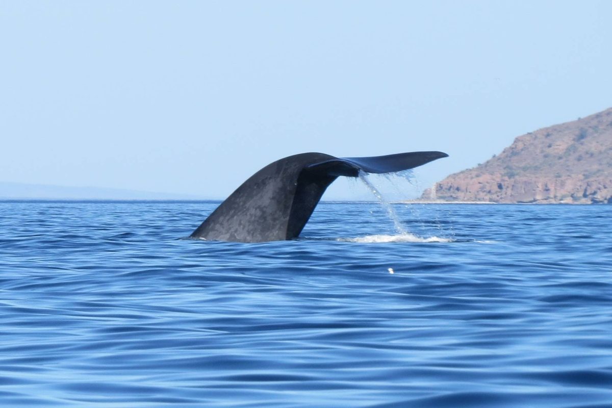Blue whale fluke