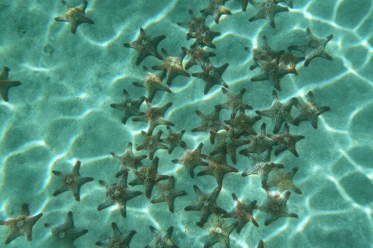 Sea Stars