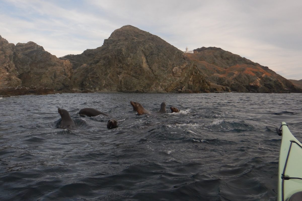 2607SeaLionPups.3
