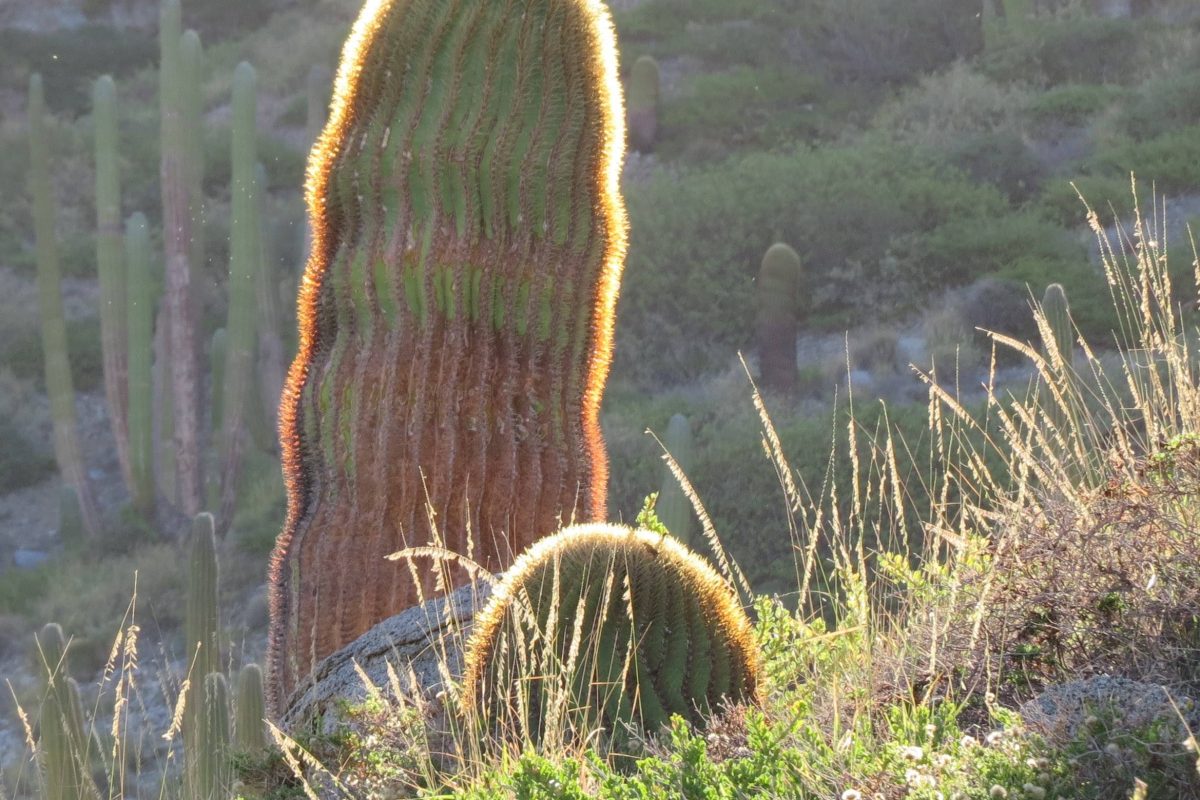 6846GiantBarrelBacklit.sq