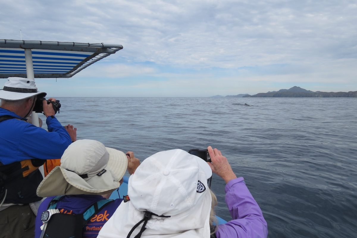 7480PhotoWhale.3 (1)