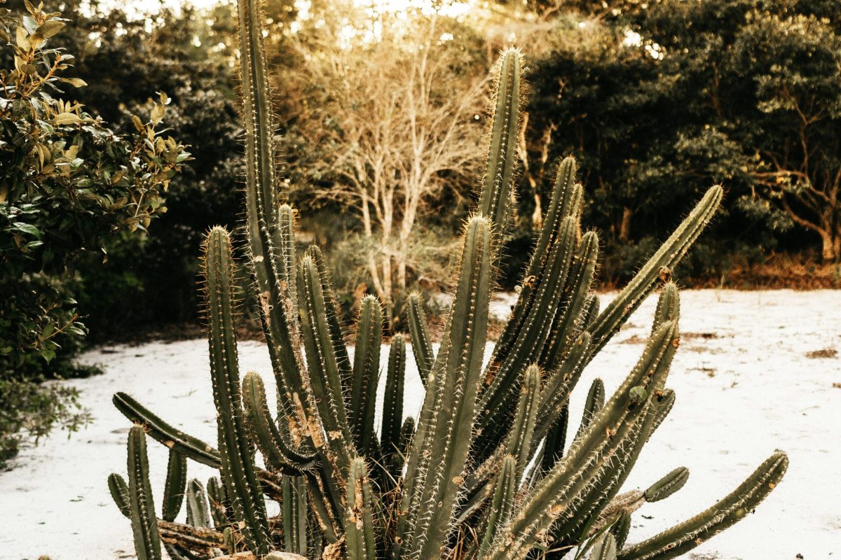 jonathan-borba-uiaqwsLoqtA-unsplash