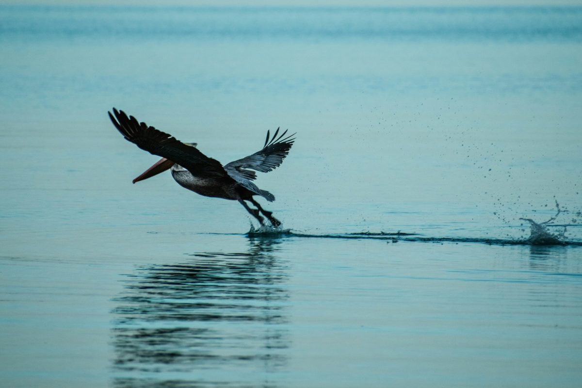 morgan-newnham-GASuWahcEWA-unsplash