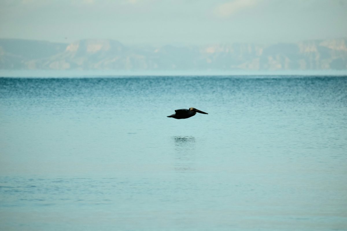 morgan-newnham-gWfn8O00DNU-unsplash